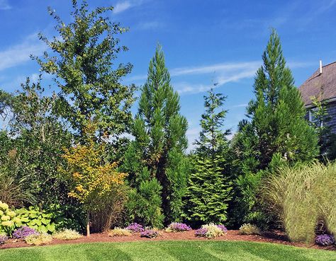 Planting A Privacy Screen for Cape Cod Landscapes Backyard Tree Border, Privacy Trees And Shrubs, Screening Trees Privacy, Mixed Tree Border, Green Giant Arborvitae Privacy, Plants That Provide Privacy, Property Corner Landscaping, Windbreak Tree Design, Privacy Planting Along Fence