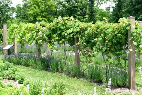 Powell Gardens' Blog: June 2011 Backyard Vineyard, Grape Trellis Ideas, Grape Vine Trellis, Powell Gardens, Grape Arbor, Grape Trellis, Grape Plant, Grape Growing, Vine Trellis