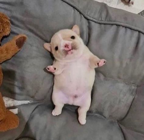 fat Pig Dog, So Cute, Bulldog, Look At, Animals, On Instagram