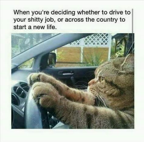 When you're deciding wehther to drive to your shitty job, or across the country to start a new life. - cat driving meme Humor Animal, The Meta Picture, Funny Animal Pictures, Funny Pics, Crazy Cat Lady, 귀여운 동물, Crazy Cats, Cat Lady, Cat Pics