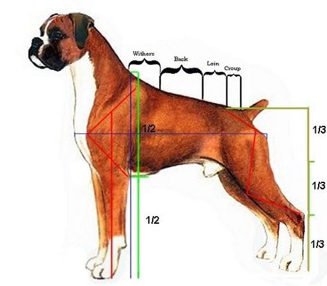 Goat Fence, German Boxer, Boxer Dog Breed, Diagram Design Ideas, Boxer And Baby, Dog Anatomy, Shampoos And Conditioners, Boxer Puppy, Boxer Love