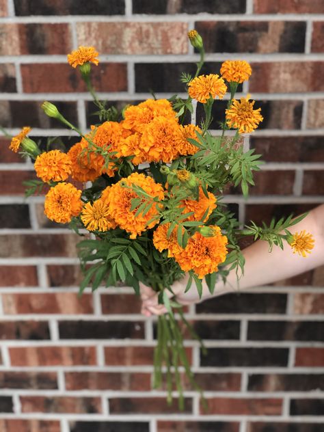 Our flower of the week #marigold also known as cempasuchitl is here just in time for Dia de Los Muertos celebrations! Marigolds vibrant color is said to represent the sun ☀️ and has a very distinct scent. We will be featuring marigolds in our bouquets and designs all week! #thinkflowersthinkflowerama #flowerstogo Marigold Bouquet, Kat Singleton, Flowers To Go, Chocolates Gift, Gourmet Chocolates, Arrangement Ideas, Iowa City, Blooming Plants, Fall Time