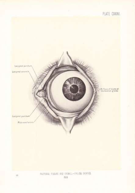 Gifts For A Doctor, Anatomy Prints, Antique Anatomy, Doctor Tattoo, Medical Drawings, Eye Anatomy, Medical Tattoo, Male Figure Drawing, Realistic Eye Drawing