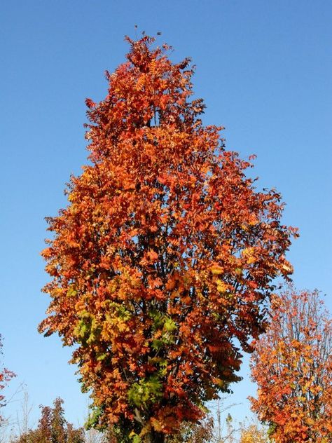 Sorbus Aucuparia, Dark Leaves, Bluish Green, Red Fruit, Small Trees, 8 M, Red Peppercorn, Dark Red, Dark Green