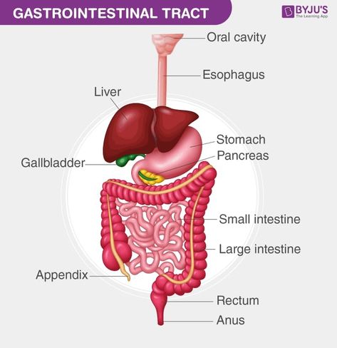 Maths Syllabus, Gastrointestinal Tract, Basic Anatomy And Physiology, Gi Tract, Medical Anatomy, Sample Paper, Large Intestine, Anatomy And Physiology, Digestive System