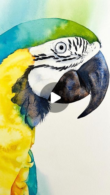 Here is a beautiful Macaw I painted for an upcoming YuoTube ASMr video. Macaw Parrot, Asmr Video, Watercolor Bird, Art Class, Art Classes, Parrot, Wonder, Drawings, Water