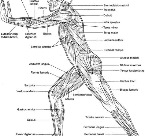 25+ Amazing Picture of Anatomy Coloring Pages Anatomy Coloring Pages Anatomy And Physiology Coloring Workbookles Of The Trunkle Book Free #coloringpages #coloring Coloring Pages Anatomy, Anatomy Coloring Pages, Art Reference Anatomy, Anatomy And Physiology 1, Middle School Worksheets, Lower Limb Muscles, Tensor Fasciae Latae, Anatomy Coloring, Lung Anatomy