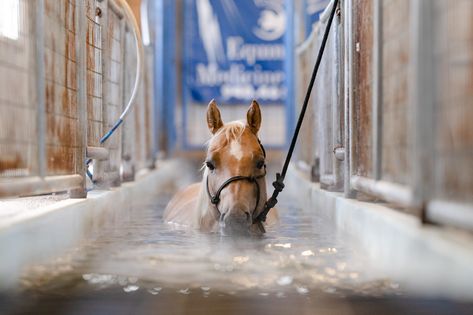 Equine Vet Tech, Vet Tech School, Branding Images, Tech School, Equine Photography, Sports Medicine, Vet Tech, Medicine, Texas