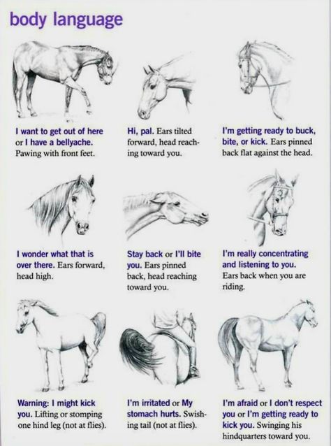 Equine Body Language Horse Body Language, Horse Language, Horse Grooming Supplies, Horse Ownership, Horse Behavior, Horseback Riding Tips, Horse Barn Ideas Stables, Horse Lessons, Horse Riding Quotes