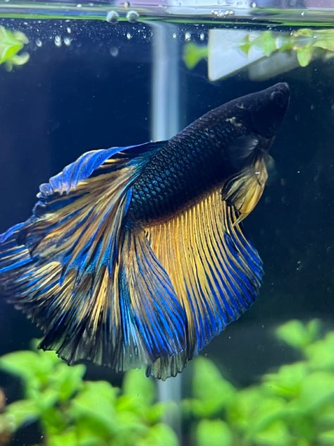 Fighter Fish, Blue Aquarium, Betta Fish Care, Yellow Fish, Beta Fish, Phish, Betta Fish, Blue And Yellow, Fish Tank