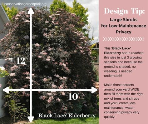 Use large shrubs to create privacy quickly.  Also, make sure the bed is at least as wide as the spread of the shrub.  It will be a bit more weeding in year 1 and 2 but will ultimately require less work.  This 'Black Lace' Elderberry grew to full size in just 3 years! Elderberry Growing, Black Lace Elderberry, Elderberry Shrub, Elderberry Plant, Elderberry Bush, Drought Tolerant Garden, Corner Garden, Garden Shrubs, Cool Landscapes