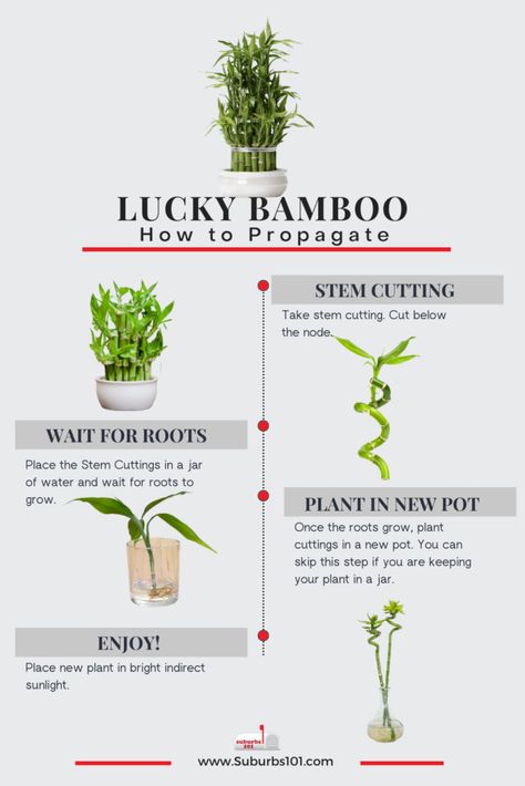 9 Tips on How to Care for Your Lucky Bamboo (Dracaena braunii Infographic) Lucky Bamboo Decor, Bamboo Plant Indoor, House Tree Plants, Lucky Bamboo Care, Bamboo Plant Decor, Bamboo Plant Care, Lucky Bamboo Plants, Plants In Jars, Bamboo Care