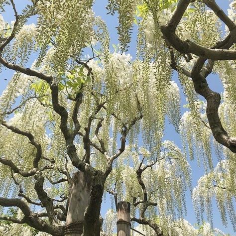 Flowers Photography Beautiful, Cottagecore Goblincore, Shabby Chic Flowers, Beautiful Flowers Photography, Flowers Photography Wallpaper, Weeping Willow, Chic Flowers, Beautiful Flowers Garden, Spring Aesthetic