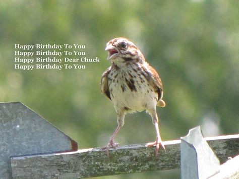 Happy Birthday Chuck by ~Momma B~, via Flickr Happy Birthday Chuck, Happy Birthday Dear, Happy Birthday To You, Are You Happy, Honey, Happy Birthday, Birthday, Quotes