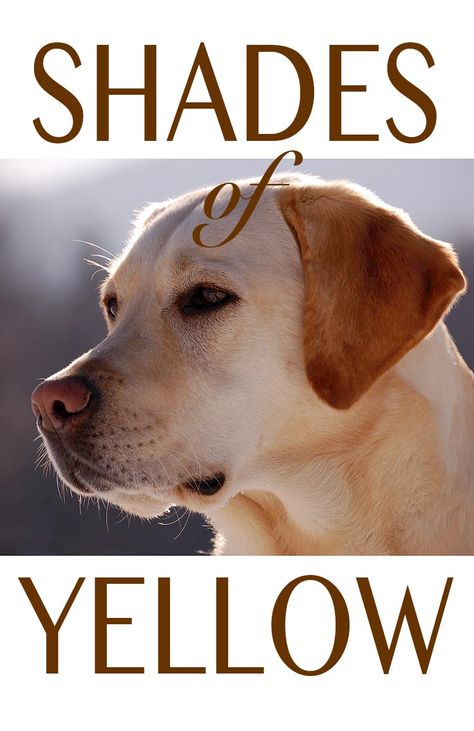 Enjoy the many beautiful shades of yellow Labrador Retriever Fox Red Labrador Puppy, Dudley Labrador, American Labrador, Labrador Dogs, Yellow Lab Puppies, Yellow Labs, Labrador Mom, Chocolate Labrador Retriever, Golden Labrador