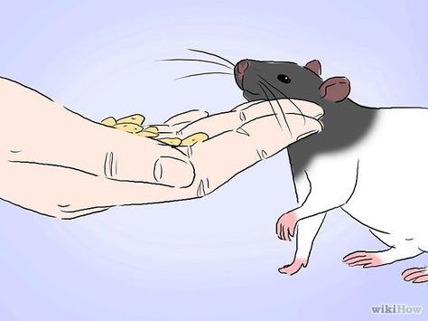 Bonding with your Rats: A Beginner's Guide Rattus Rattus, Rat Care, Dumbo Rat, Pet Rodents, Baby Rats, Rat Toys, Pet Rat, Fancy Rat, Rabbit Cages