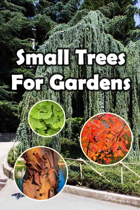 Looking for small trees that will add charm and beauty to your garden? Look no further than these 25 small trees that are perfect for gardens of all sizes. From the delicate blooms of the Japanese cherry tree to the vibrant foliage of the red maple, these trees are sure to impress. Whether you're an experienced gardener or just starting out, these small trees will add a touch of elegance and tranquility to your outdoor space. So why wait? Get started on your garden today! Medium Trees For Backyard, Small Landscape Trees, Japanese Maple Tree Landscape, Trees For Small Gardens, Maple Tree Landscape, Texture Flowers, Small Trees For Garden, Birch Grove, Japanese Cherry Tree