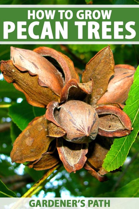 Pecan Trees, Fruit Tree Garden, Pecan Tree, Backyard Trees, Growing Fruit Trees, Vegetable Benefits, Diy Raised Garden, Growing Tips, Food Forest