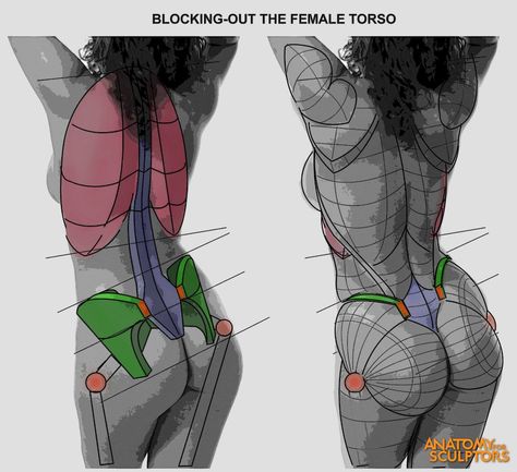 ArtStation - Blocking-out the Female Torso - Back, Anatomy For Sculptors Anatomy For Sculptors, Human Muscle Anatomy, Female Anatomy Reference, Anatomy Sculpture, Human Body Anatomy, Anatomy Tutorial, Female Torso, Human Anatomy Drawing, Human Anatomy Art