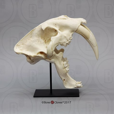 Smilodon Skull, Sabertooth Skull, Dino Skull, Sabertooth Tiger, Tiger Skull, Skull Anatomy, Herb Art, Skull Reference, Animal Skeletons