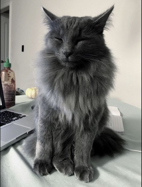 Blue Russian Cat, Nebelung Cat, Russian Cat, Nebelung, Long Haired Cats, Russian Blue Cat, Cat Photos, Blue Cute, Kitten Pictures