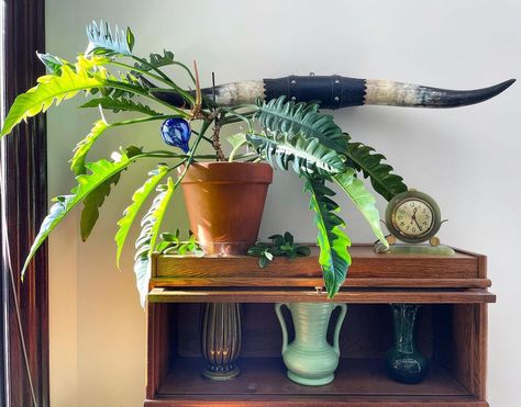 Alexandra Noël on Instagram: “Jungle Boogie Philodendron. One of my favorite and easiest plants. . . . #flowerthiefshop #theflowerthief #apartmenttherapy #sodomino…” Jungle Boogie, Easy Plants, Indoor Plant, Indoor Plants, Planter Pots, My Favorite, Plants, Flowers, On Instagram