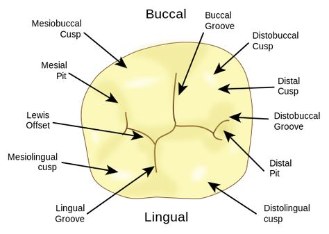 Mandibular 1st Molar.svg Dental Assistant Study Guide, Tooth Surfaces, Teeth Diagram, Dental Assistant Study, Teeth Anatomy, Dental Nurse, Dental Hygiene Student, Dental Posts, Tooth Chart