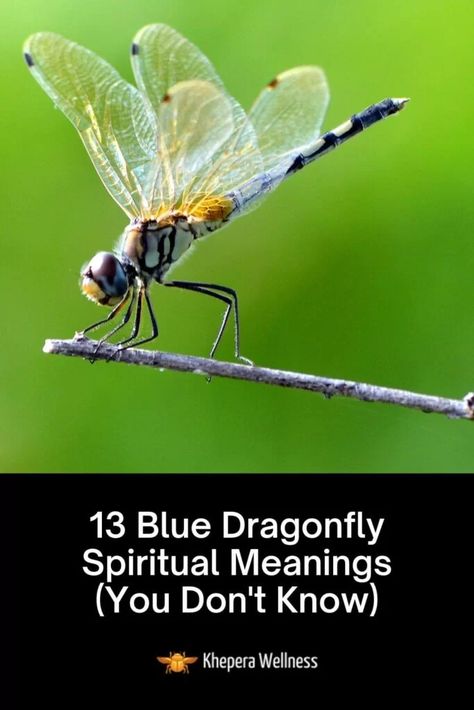 Blue Dragonfly Meaning, Dragonfly Meaning Spiritual, Dragonfly Spiritual, Dragonfly Meaning, Black And White Flower Tattoo, Rose Plant Care, Acidic Soil, Organic Pest Control, Rose Plant