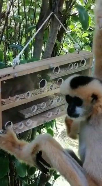 Primate Enrichment Ideas, Monkey Enrichment, Primate Enrichment, Zoo Enrichment, Enrichment Projects, Animal Enrichment, Animal Activities For Kids, Puzzle Boxes, Wildlife Rehabilitation