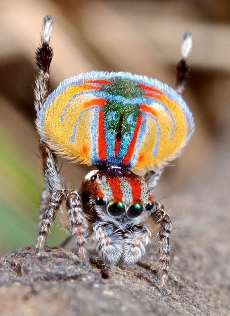 Australian Peacock Spider..this is why I love Pinterest. I never would have known this beautiful, creepy creature even existed. Mama Tattoos, Peacock Spider, Foto Macro, Tier Tattoo, Cool Bugs, Jumping Spider, Beautiful Bugs, Creepy Crawlies, Arthropods