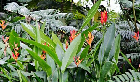 Heliconia Psittacorum: Facts, uses, how to grow and care tips Heliconia Psittacorum, Heliconia Plant, Nail Designs Flower, Terrace Garden Ideas, Nails Flower, Wallpaper Flower, Perennial Herbs, Flower Nail Designs, Flower Nail