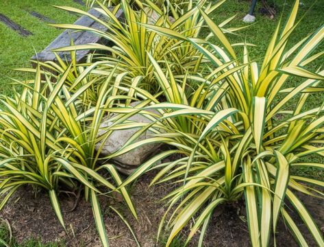 Backyard Boss, Plant Zones, Spider Plant, Indoor Plant Care, Outdoor Pots, Spider Plants, Replant, Plant Lighting, Backyard Patio Designs