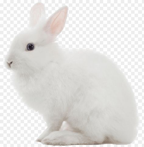 White Rabbit Images, Rabbit Png, White Bunnies, Rabbit Pictures, Rabbit Photos, Wild Rabbit, Small Rabbit, White Rabbits