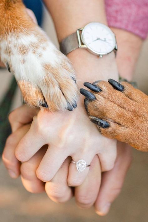 Puppy With Engagement Ring, Just Engaged Ring Pictures, Dog With Engagement Ring, Dog Wedding Announcement, Engagement Pictures Ideas With Dog, Pre Wedding Shoot Ideas With Dog, Engagement Photo Inspo With Dog, Engagement Announcement Ideas With Dogs, Dogs Engagement Pictures