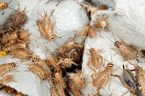 This Startup Is Building A Model For The First High-Tech Cricket Farm | Co.Exist | ideas + impact Cricket Terrarium, How To Breed Crickets, Cricket Farming, Edible Bugs, Robotic Insects, Cricket Insect, Baby Beard, Insect Eggs, Edible Insects