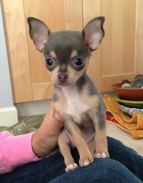 Cute Chiuahaha, Chihuahua Puppy, Chiuahaha Cute, Blue Chihuahua Puppies, Blue Chihuahua, Newborn Chihuahua Puppies, Psy Chihuahua, White Teacup Chihuahua, Teacup Chihuahua Puppies