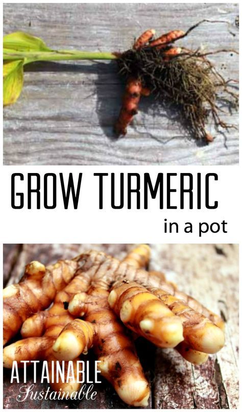 Growing Turmeric, Grow Turmeric, Turmeric Plant, Garden Prepping, Turmeric Recipes, Organic Vegetable Garden, Veg Garden, Have Inspiration, Home Vegetable Garden