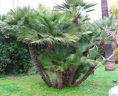 Top 20 Palm Trees That Can Survive Freezing Weather Mexican Palm Tree, Bottle Palm Tree, Livistona Chinensis, Cold Hardy Palm Trees, European Fan Palm, Mexican Fan Palm, Florida Palm Trees, Short Palm Trees, Small Palm Trees