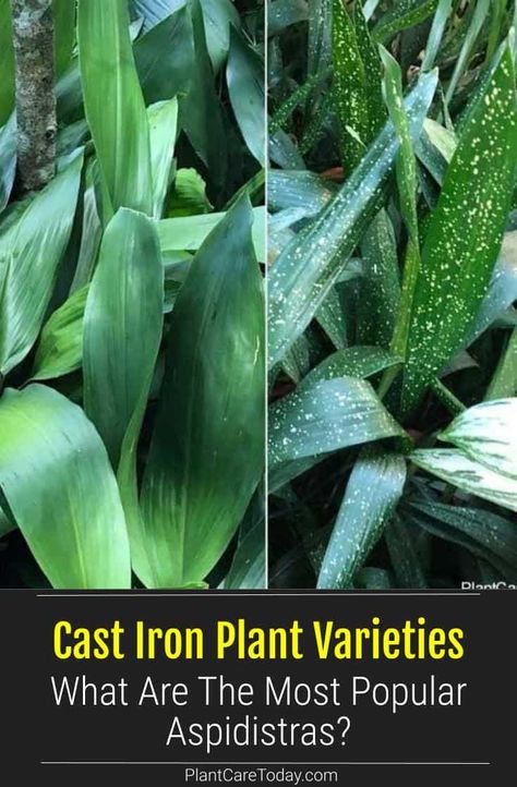 Currently, only one species Aspidistra elatior is commonly referred to as the cast iron plant. There are other varieties grown. Most are collector varieties. Aspidistra Plant, Cast Iron Plant Indoor Decor, Cast Iron Plant Outdoor, Cast Iron Plant Indoor, Variegated Cast Iron Plant, Aspidistra Elatior, Safe House Plants, Hammock Area, Philodendron Heartleaf Variegated