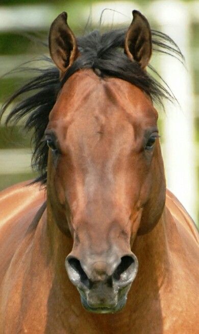 Horse Face Front View, Horse Facing Forward, Horse Art Drawing, Walking Horse, Thoroughbred Horse Racing, Horse Inspiration, Bay Horse, Quarter Horses, Horse Face