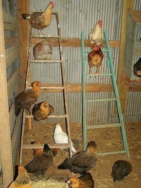 Chicken Roost, Easy Chicken Coop, Chicken Coop Garden, Chicken Shed, Portable Chicken Coop, Backyard Chicken Coop Plans, Diy Chicken Coop Plans, Chicken Coop Run, Urban Chickens