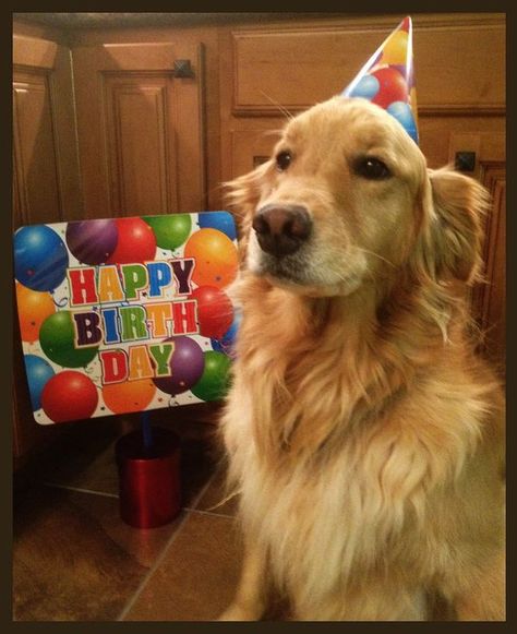 Happy Birthday Golden Retriever, Dog Birthday Photoshoot, Dog Birthday Pictures, Animals With Hats, Golden Retriever Illustration, Golden Retriever Birthday, Goose Birthday, Golden Retriever Pictures, Celebrating Birthday