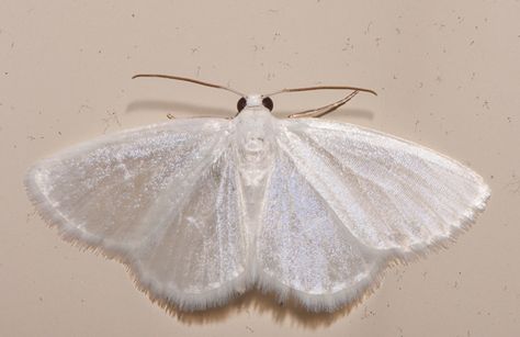 White Moths Aesthetic, White Moth Wings, White Satin Moth, White Moth Tattoo, White Witch Moth, White Moths, White Ethereal, Light Goth, White Moth