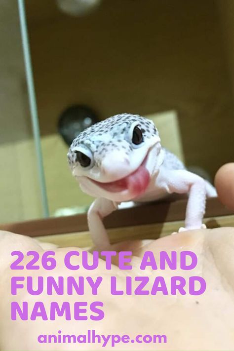 Check out funny and adorable lizard names. Leopard Geckos Cute, Crested Gecko Names Ideas, Names For Bearded Dragons, Leopard Gecko Name Ideas, Gecko Name Ideas, Bearded Dragon Names Ideas, Leopard Gecko Names, Geko Lizard, Gecko Names