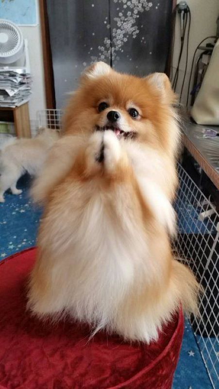 Cute Pomeranian, Pomeranian Dog, Pomeranian Puppy, Puppies Funny, Father Son, Cute Dogs And Puppies, Cute Creatures, Baby Dogs