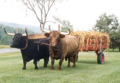 Mini Dexter Cows, Simmental Cattle, Milking Shorthorn Cattle, Dexter Cattle, Miniature Cattle, Ankole Cattle Photography, Mini Cows, Beef Cattle, Future Farms