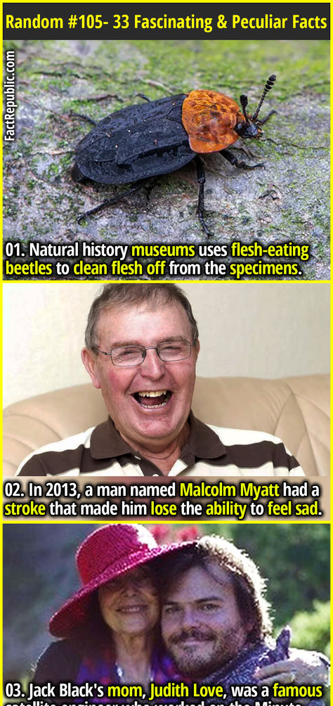 01. Natural history museums uses flesh-eating beetles to clean flesh off from the specimens. Fact Republic, Natural History Museum, Random Facts, Garage Design, Guy Names, Beetles, Natural History, Facts About, Garage