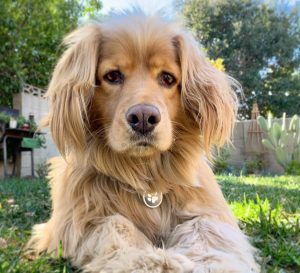 Golden Cocker Retriever - 10 Amazing Things You should Know Crocker Spaniel, Cocker Retriever, Golden Retriever Cocker Spaniel, Golden Cocker Retriever, Golden Retriever Facts, Golden Cocker, Golden Cocker Spaniel, Cocker Spaniel Mix, English Dogs