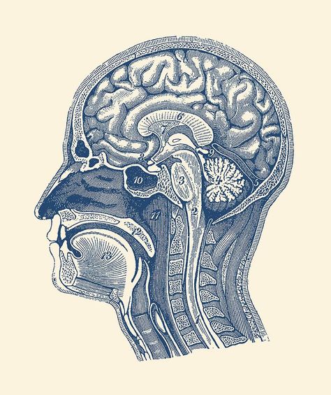 Human Brain Drawing, Human Brain Diagram, Anatomy Of Human, Anatomy Prints, Brain Diagram, Neurology Art, Medical Drawings, Brain Drawing, Brain Illustration