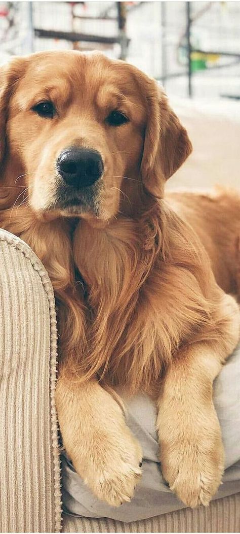 Golden Retriever Wallpaper, Perros Golden Retriever, Cute Dog Wallpaper, Cute Dogs Images, Reactive Dog, Very Cute Dogs, Cute Dog Pictures, Really Cute Dogs, Cute Animals Images